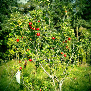 apple_tree