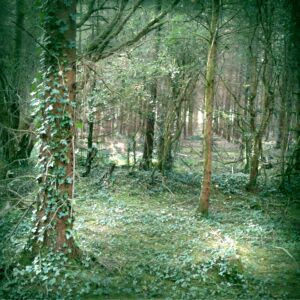 leitrim_woods